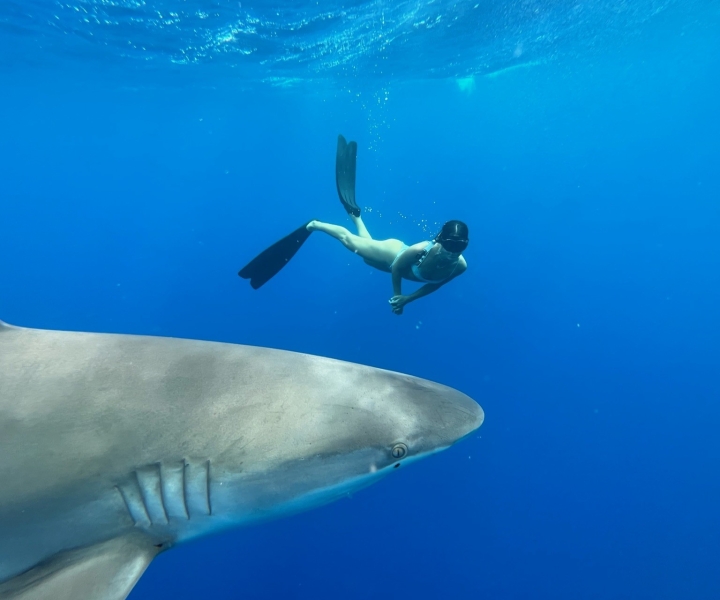 Oahu: North Shore Cageless Shark Snorkeling Tour
