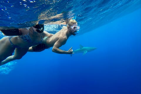 Oahu: North Shore Cageless Shark Snorkeling Tour