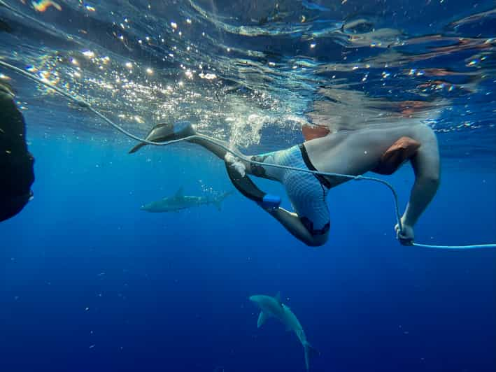 Oahu: North Shore Cageless Shark Snorkeling Tour | GetYourGuide