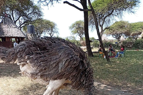 Mombasa Safari: Shimba Hills, Falls & Photography