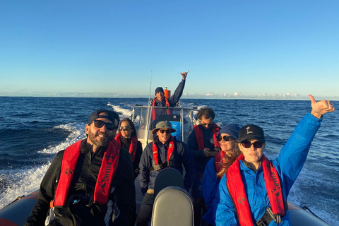 Côte d'Or : Observation des baleines