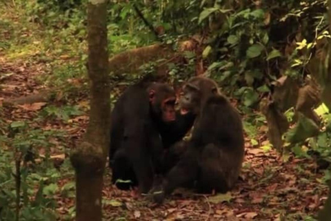 From Kampala: 3-Day Murchison Falls Safari & Chimpanzee Trek
