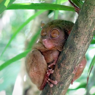 Panglao: Dao, Forests, and Tarsier Sanctuary Tour with Lunch