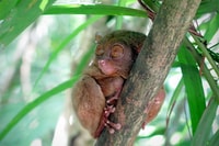 Panglao, Dao, Forests, and Tarsier Sanctuary Tour with Lunch - Housity