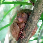 Bohol Private Tour: Chocolate Hills & Tarsiers Bohol Private Tour: Chocolate Hills & Tarsiers