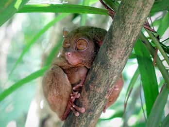 Panglao: Excursão ao santuário de Dao, florestas e Tarsier com almoço