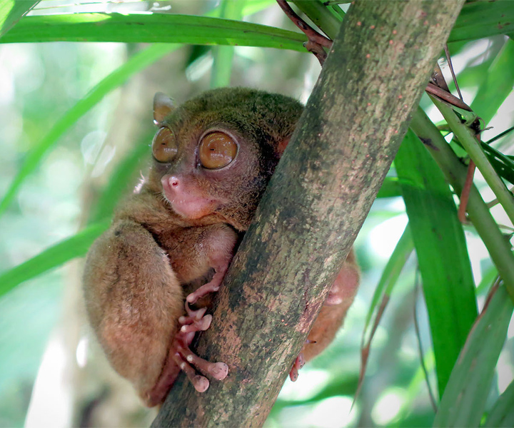 Panglao: Dao, skogar och Tarsier Sanctuary Tour med lunch