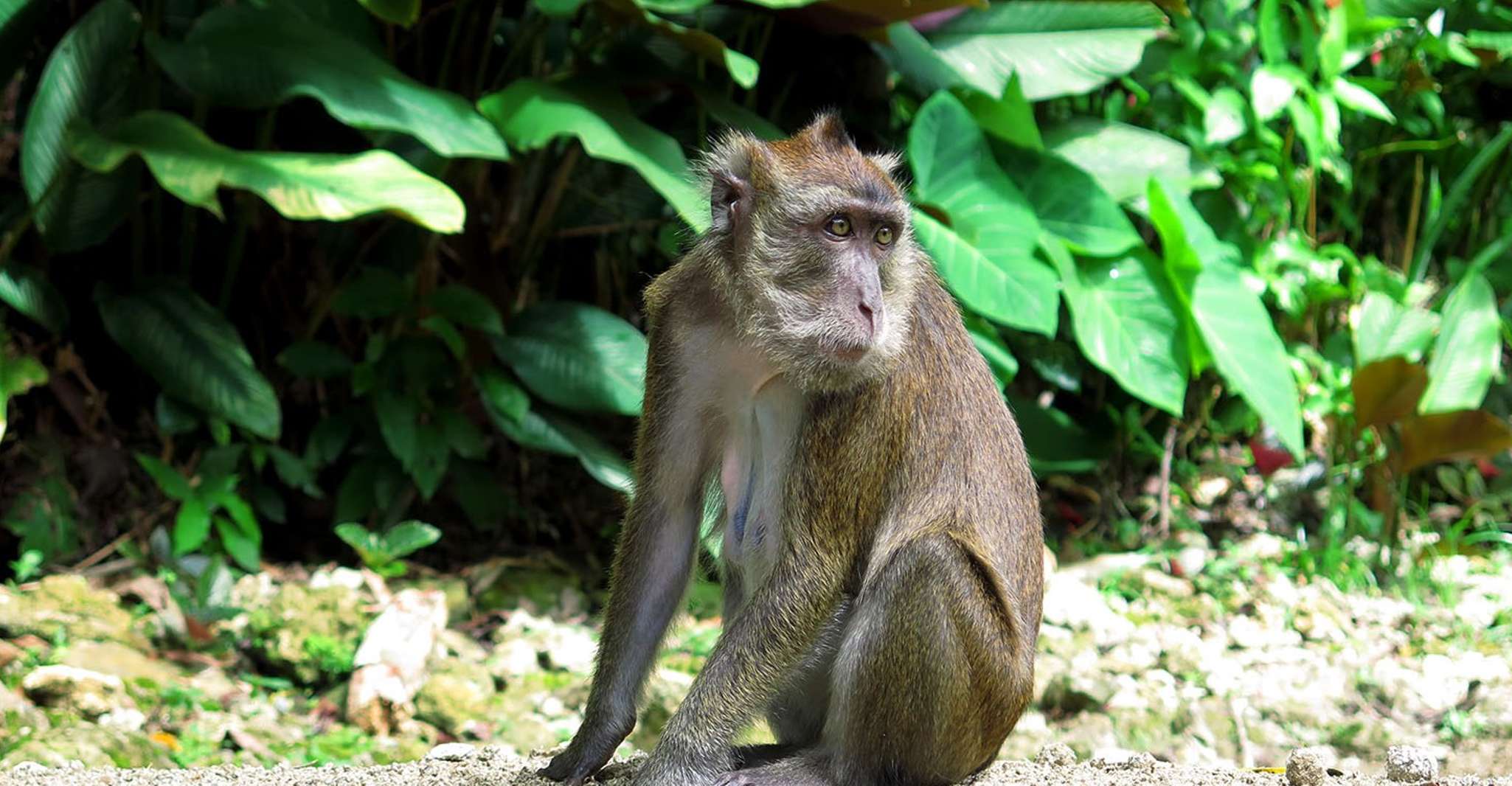 Panglao, Dao, Forests, and Tarsier Sanctuary Tour with Lunch - Housity