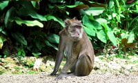 Panglao, Dao, Forests, and Tarsier Sanctuary Tour with Lunch - Housity