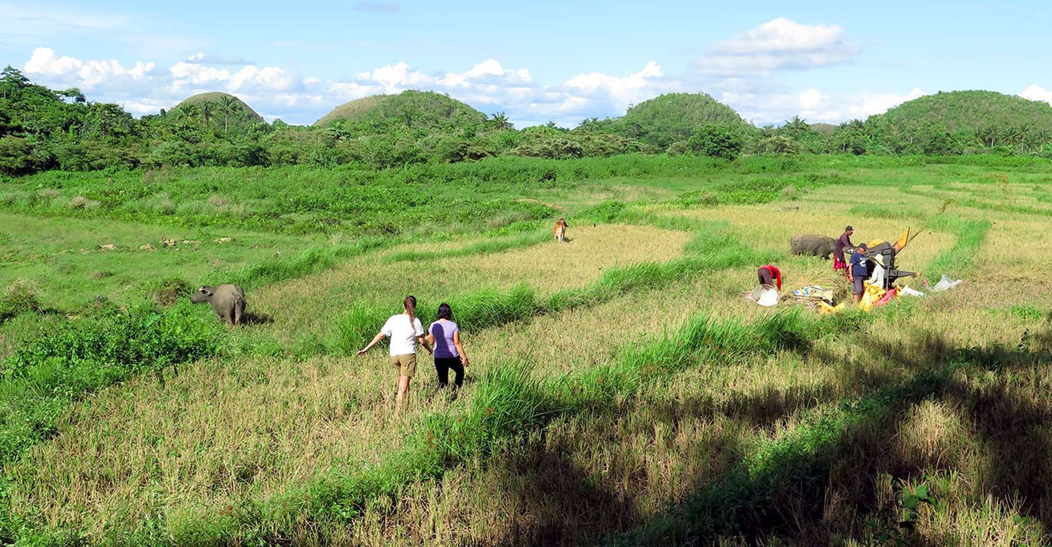 Panglao, Dao, Forests, and Tarsier Sanctuary Tour with Lunch - Housity