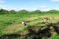 Panglao, Dao, Forests, and Tarsier Sanctuary Tour with Lunch - Housity