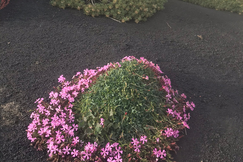 Catânia: Tour guiado ao pôr do sol no Monte EtnaDe Catânia: Tour guiado ao pôr do sol no Monte Etna