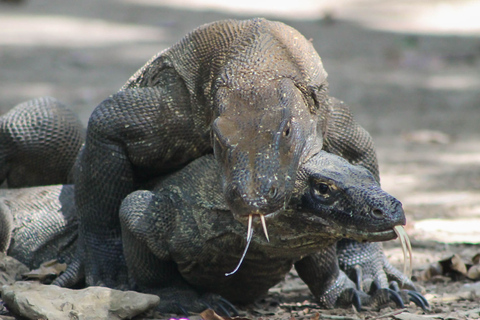 Excursión a la isla de Komodo: 3días 2nochesExcursiones a la isla de Komodo 3Días 2Noches