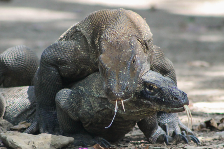 Komodo Island Tour: 3Days 2NightsKomodo Island Tours 3Days 2Nights