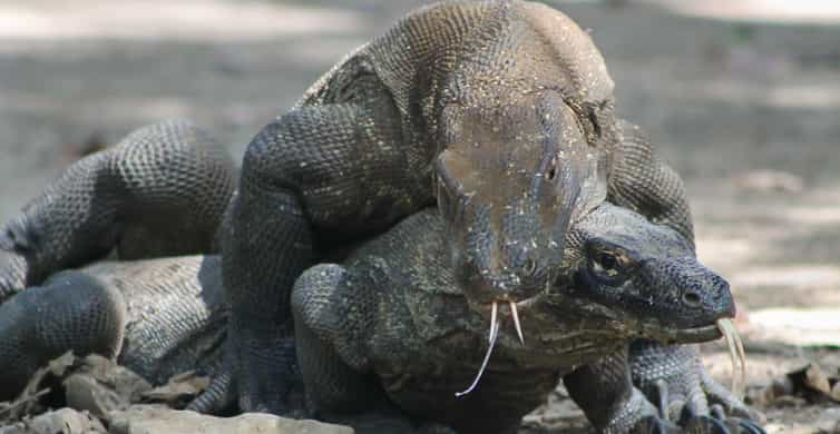 Organiseur Komodo 2024 - Organiseurs