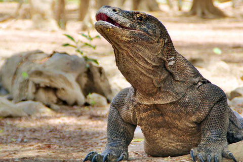 Komodo Island Tour: 3Days 2Nights Komodo Island Tours 3Days 2Nights