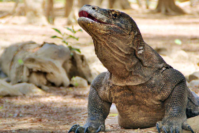 Komodo Island Tour: 3Days 2Nights Komodo Island Tours 3Days 2Nights