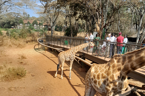 Tour dell&#039;orfanotrofio degli elefanti e del centro delle giraffe di David Sheldrick.Tour dell&#039;orfanotrofio degli elefanti e del centro delle giraffe di David Sheldrick