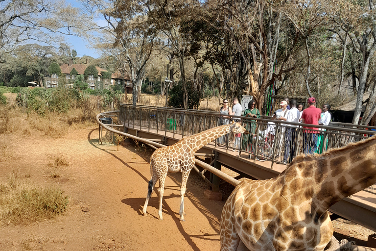 Tour dell&#039;orfanotrofio degli elefanti e del centro delle giraffe di David Sheldrick.Tour dell&#039;orfanotrofio degli elefanti e del centro delle giraffe di David Sheldrick