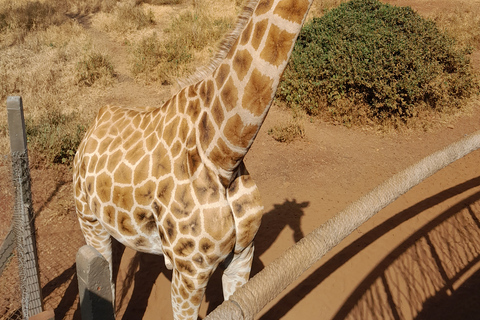 Tour dell&#039;orfanotrofio degli elefanti e del centro delle giraffe di David Sheldrick.Tour dell&#039;orfanotrofio degli elefanti e del centro delle giraffe di David Sheldrick