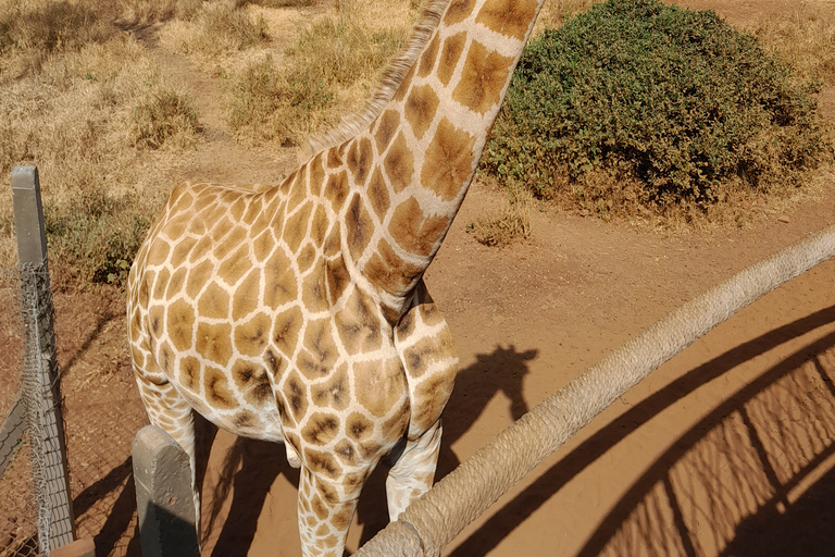 Tour dell&#039;orfanotrofio degli elefanti e del centro delle giraffe di David Sheldrick.Tour dell&#039;orfanotrofio degli elefanti e del centro delle giraffe di David Sheldrick