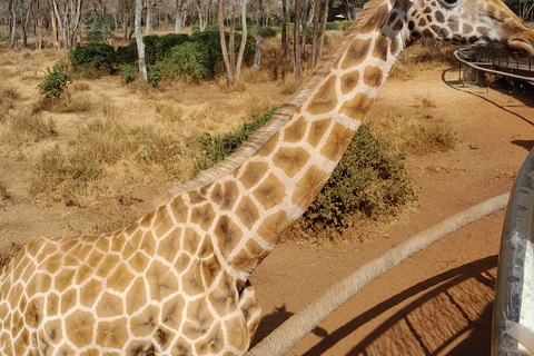 Tour dell&#039;orfanotrofio degli elefanti e del centro delle giraffe di David Sheldrick.Tour dell&#039;orfanotrofio degli elefanti e del centro delle giraffe di David Sheldrick