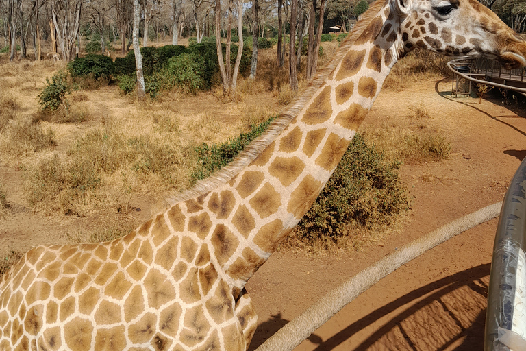 Tour dell&#039;orfanotrofio degli elefanti e del centro delle giraffe di David Sheldrick.Tour dell&#039;orfanotrofio degli elefanti e del centro delle giraffe di David Sheldrick