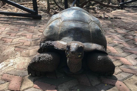 桑给巴尔：石头城、监狱岛和萨拉姆洞海龟