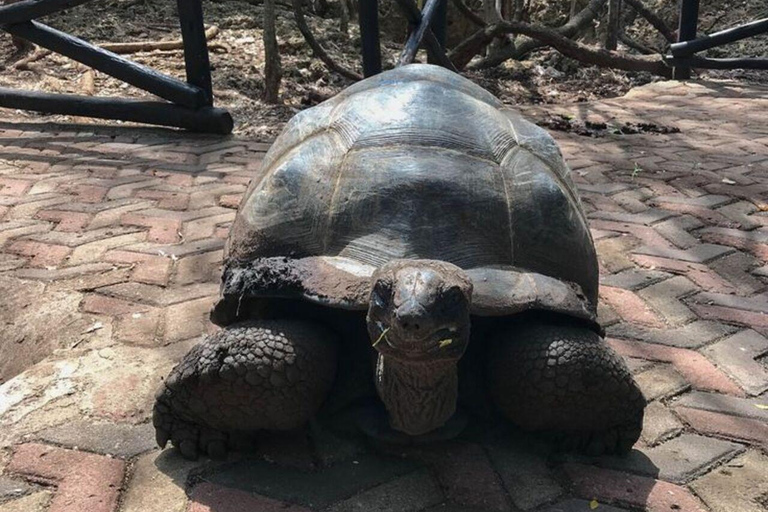 桑给巴尔：石头城、监狱岛和萨拉姆洞海龟