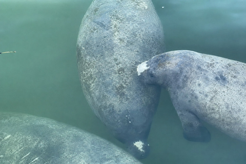 Florida: Indian River Daytime Manatee and Dolphin Kayak Tour Clear Bottom Kayak Day Tour