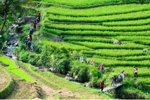 Yogyakarta: Selogriyo Tempel en Java Rijstterrassen Wandeling