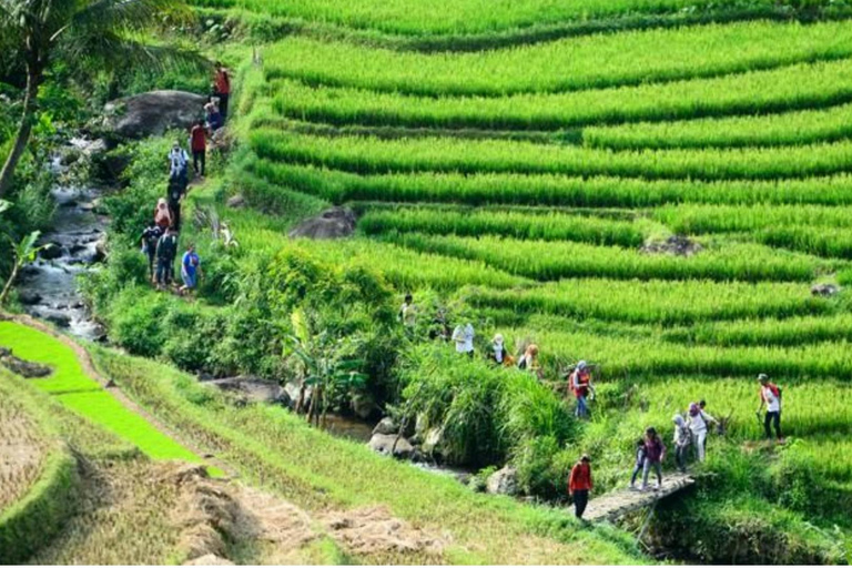 Yogyakarta : Temple Selogriyo et randonnée dans les rizières en terrasses de Java