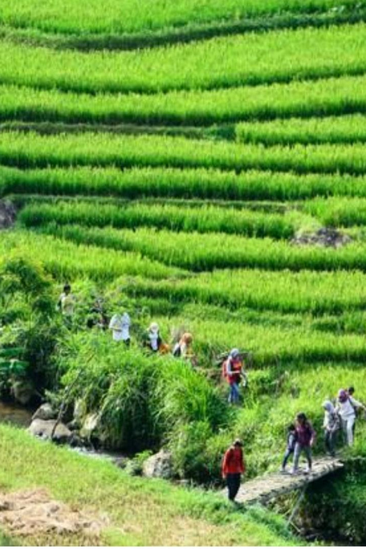 Yogyakarta Rice Terraces Hike and Kedungkayang Waterfall | GetYourGuide