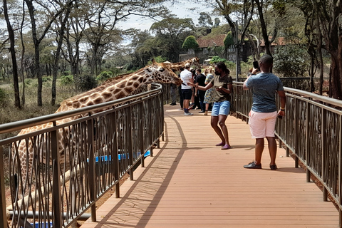 Parque nacional de Nairóbi, orfanato de elefantes, Giraffe Center.Parque de elefantes de Nairóbi, centro de girafas, passeio pelo Museu Blixen