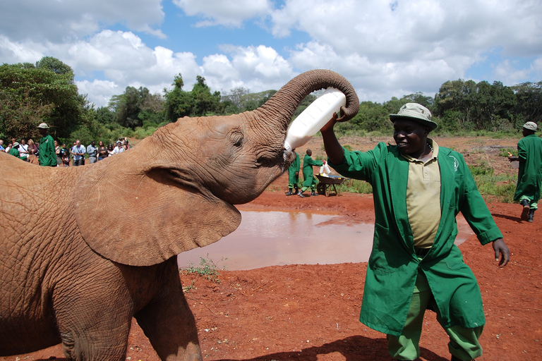 Sheldrick baby elephants , centre de girafes et karen blixen