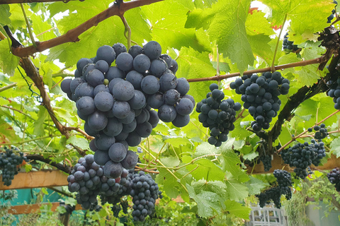 Stuttgart: Guided Vineyard Hike with 5 Wine Tastings