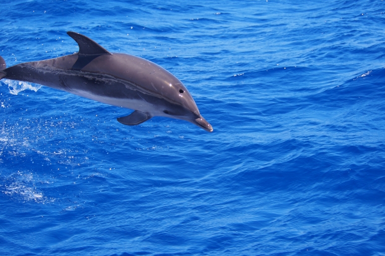 Magic Dolphin Celebrity Sailing Catamaran Private Catamaran Private Charter