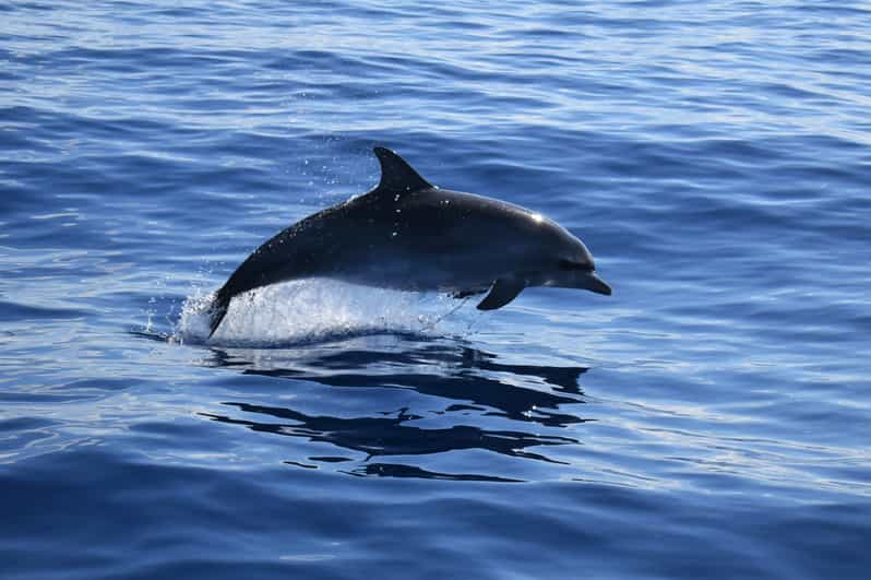 funchal dolphin tour