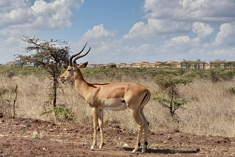 Nairobi-Nationalpark, Giraffenzentrum, Elefantenwaisenhaus.