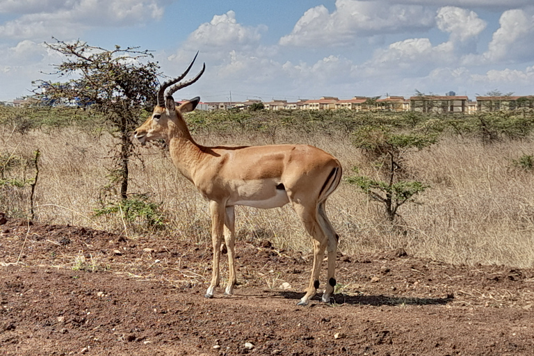 Game Drive i Nairobi nationalpark vid soluppgången