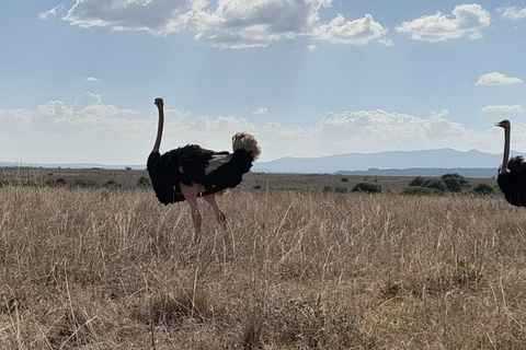 Nairobi-Nationalpark, Giraffenzentrum, Elefantenwaisenhaus.