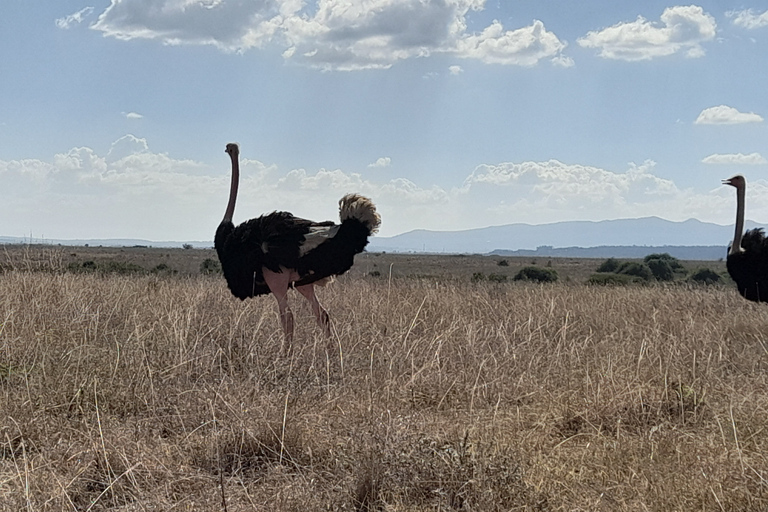 Game Drive i Nairobi nationalpark vid soluppgången