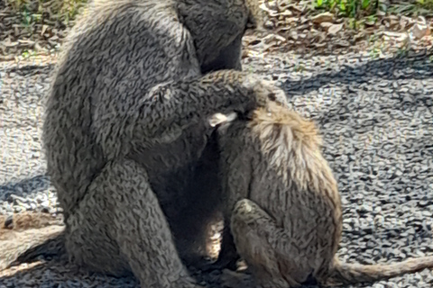 Nairobi-Nationalpark, Giraffenzentrum, Elefantenwaisenhaus.