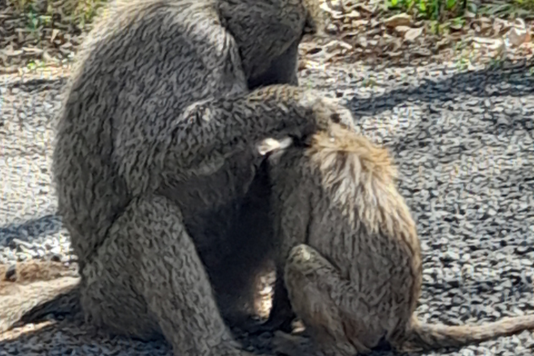 Nairobi-Nationalpark, Giraffenzentrum, Elefantenwaisenhaus.