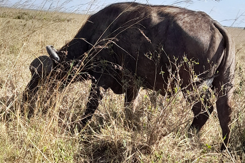 Game Drive i Nairobi nationalpark vid soluppgången