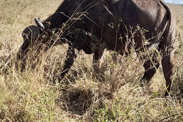 Nairobi-Nationalpark, Giraffenzentrum, Elefantenwaisenhaus.