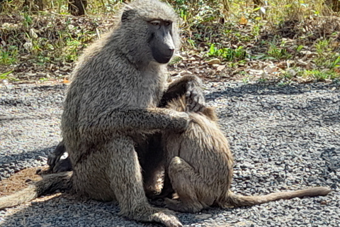 Nairobi-Nationalpark, Giraffenzentrum, Elefantenwaisenhaus.