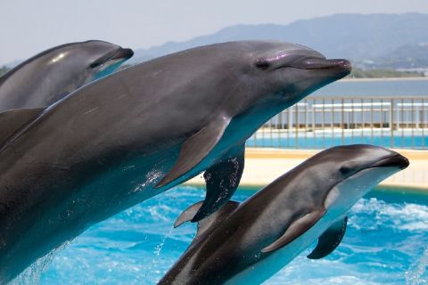 Alanya: Sealanya Dolphin Park Entry Ticket with Transfers