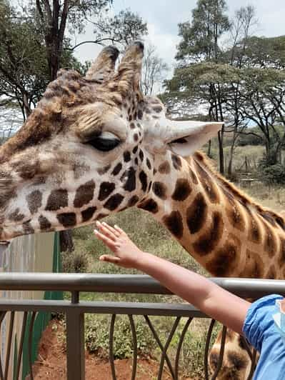 From Nairobi: Elephant Orphanage and Giraffe Center Tour | GetYourGuide