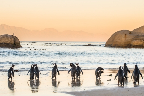 Kaapstad: dagtour schiereiland, pinguïns en Kaap de Goede Hoop